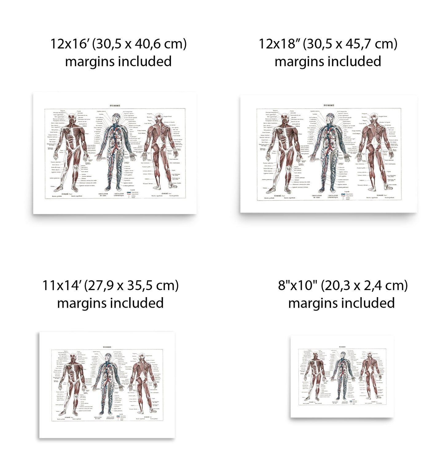 Large Human Anatomy Poster - White background