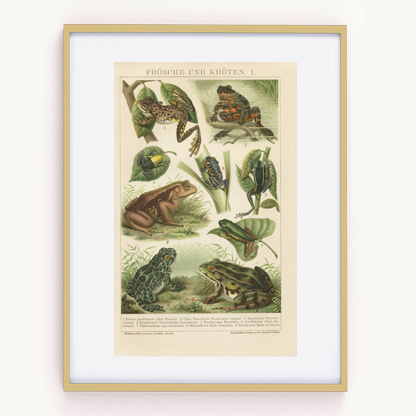 1894 Antique Frogs and Toads Engraving