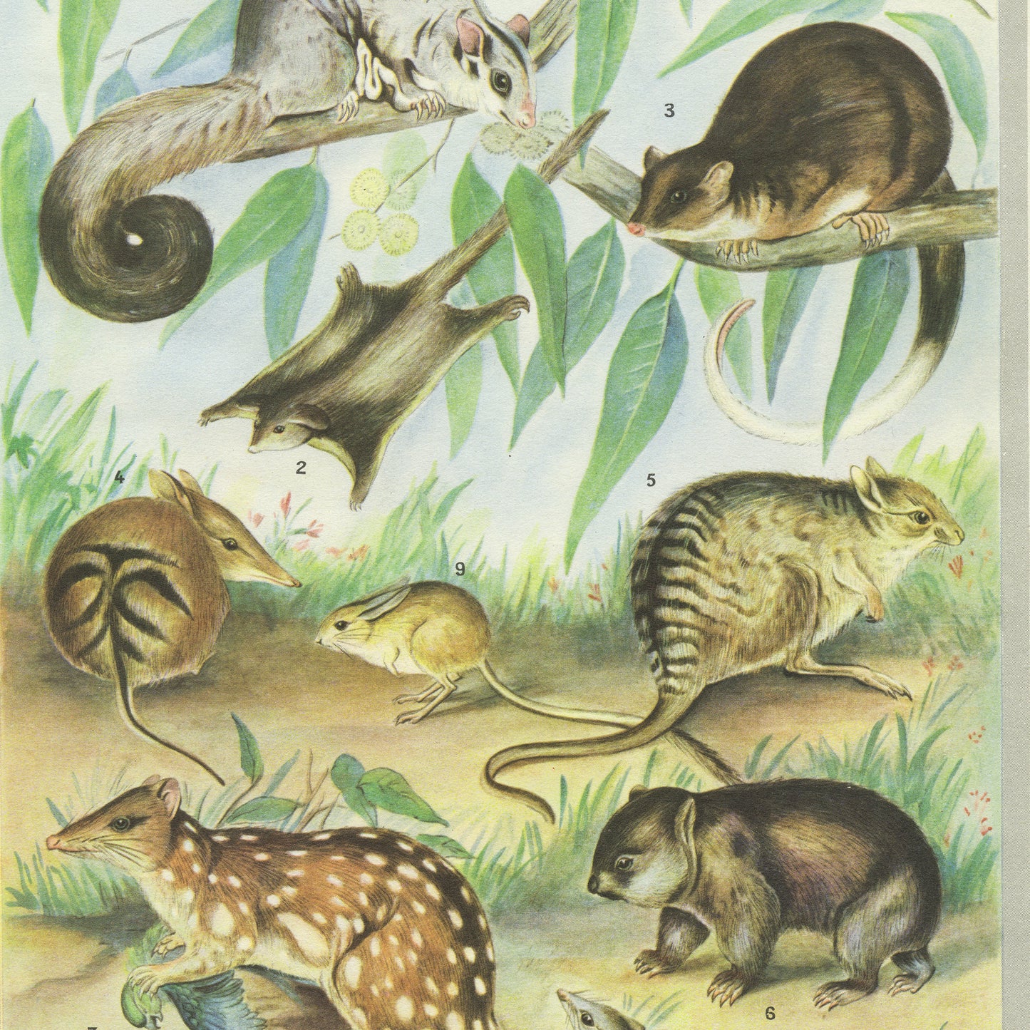 1949 Vintage Australia & Tasmania Marsupials Animal Print