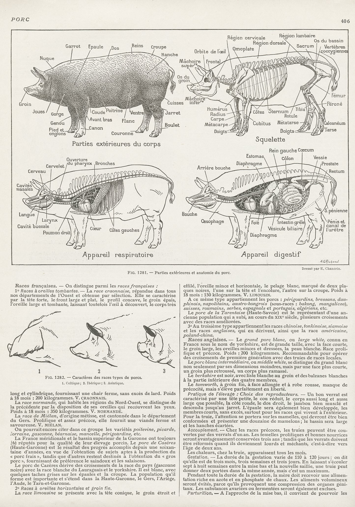 1921 Illustration d'Anatomie du Porc Ancienne