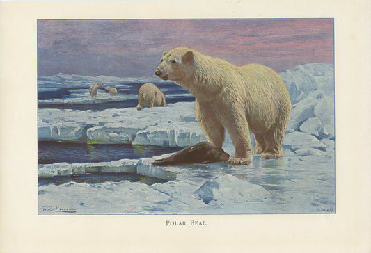 1916 Antique Polar Bear Print
