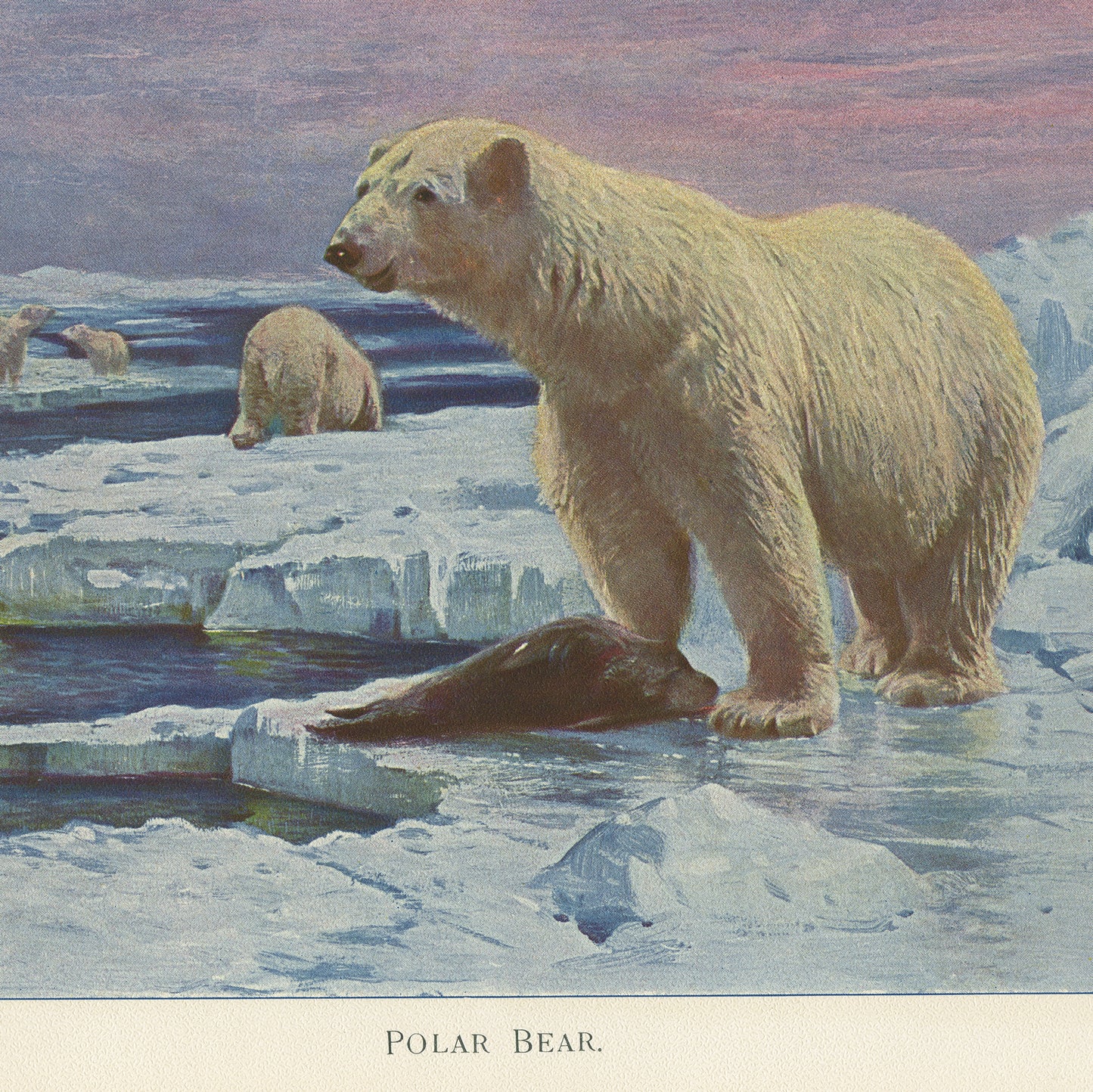 1916 Antique Polar Bear Print