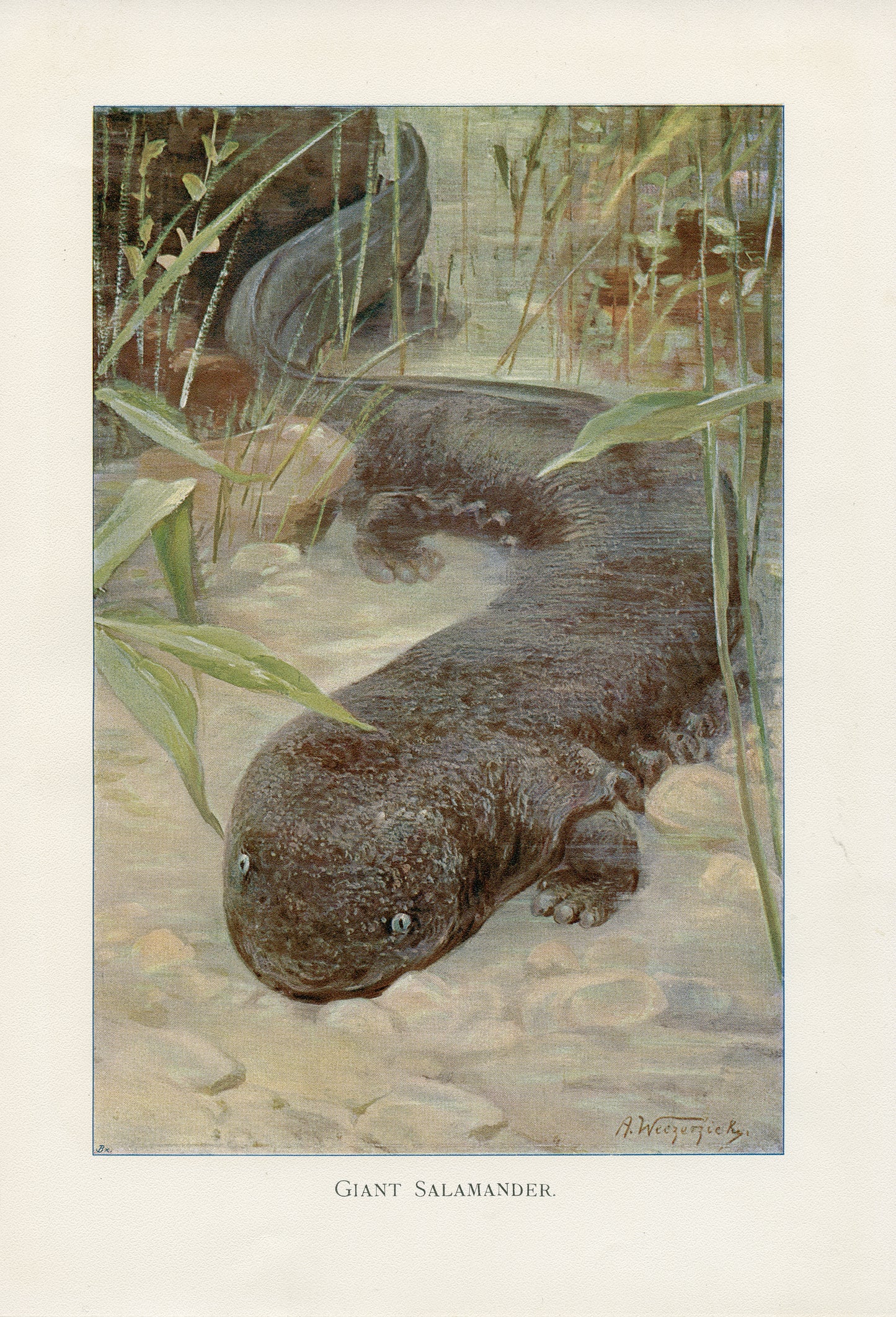 1916 Giant Salamander Print by A. Weczerzick