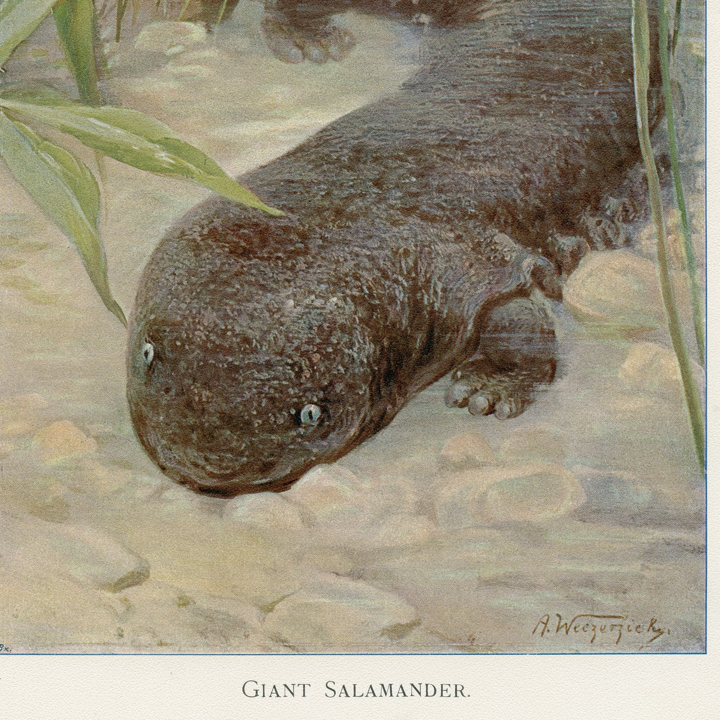1916 Giant Salamander Print by A. Weczerzick