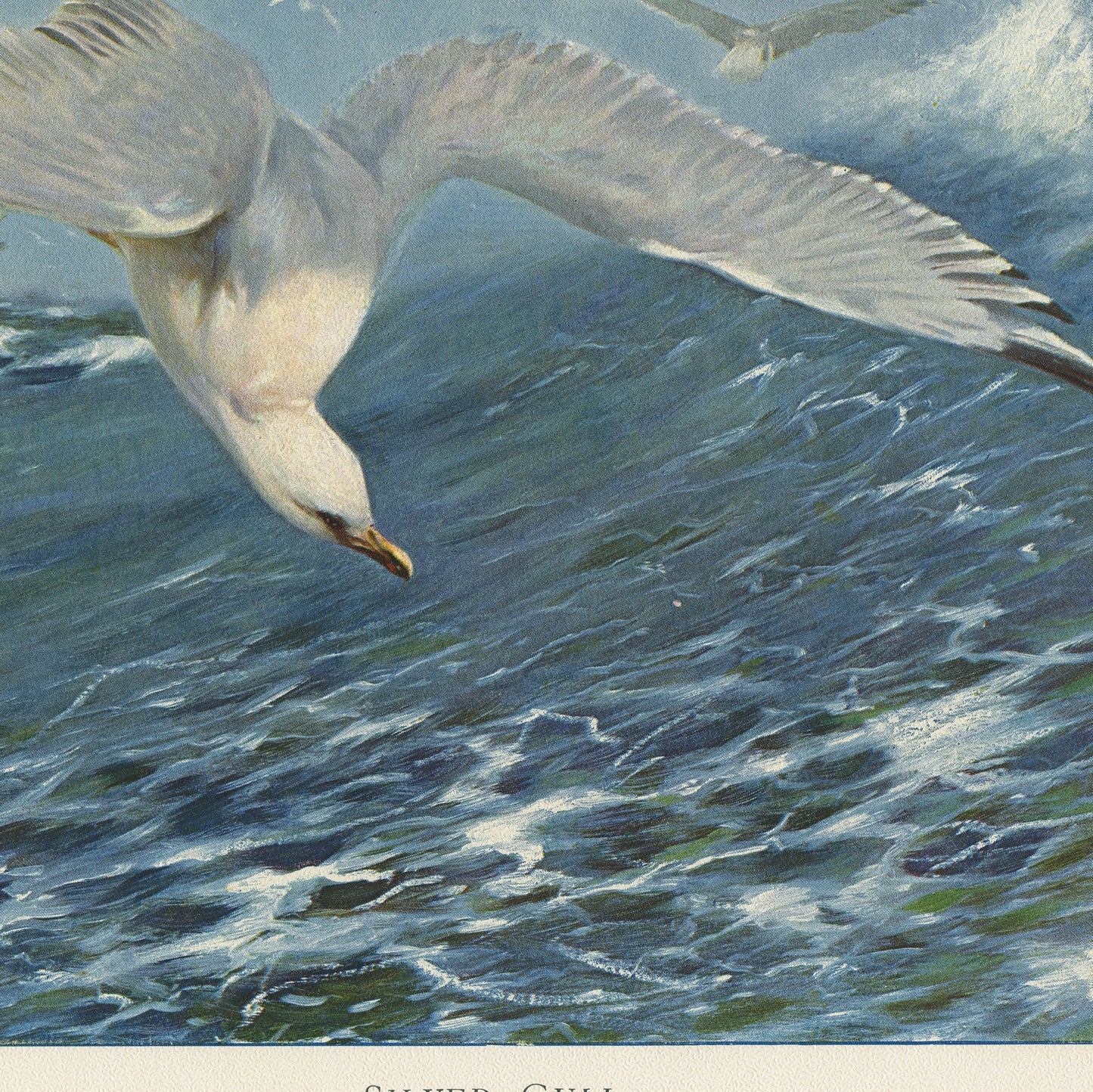 1916 Antique Silver Gull Print by Richard Lydekker