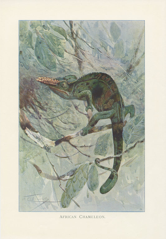 1916 African Chameleon Antique Print