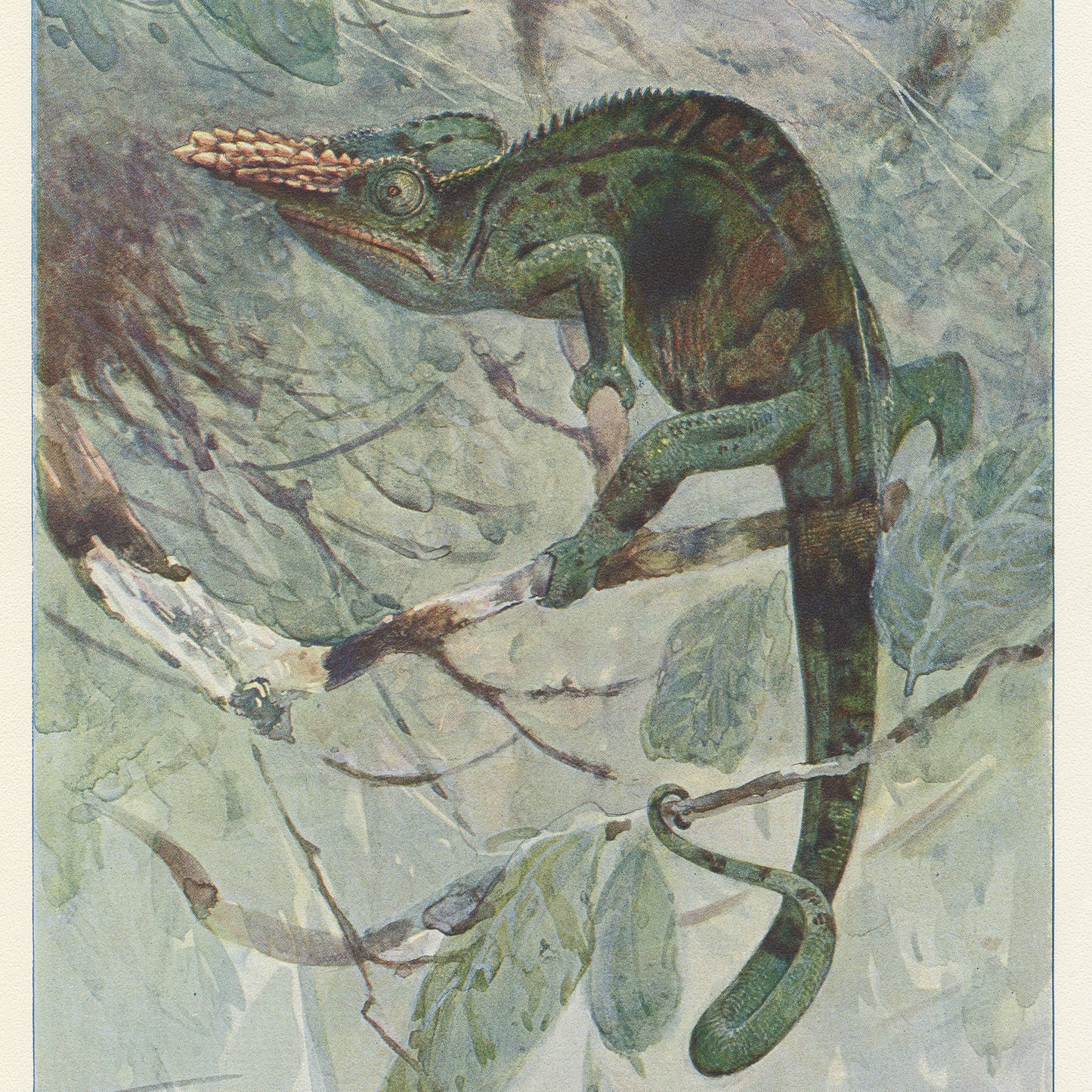 1916 African Chameleon Antique Print