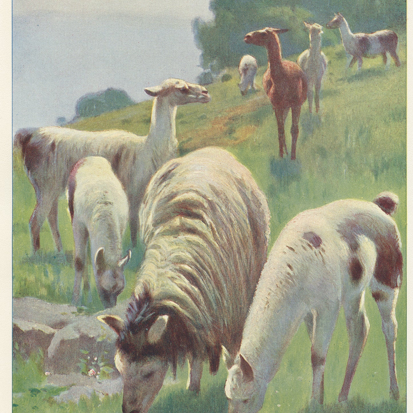 1916 Antique Llama print