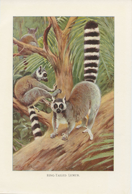 1916 Illustration de Lémur Catta à queue rayée