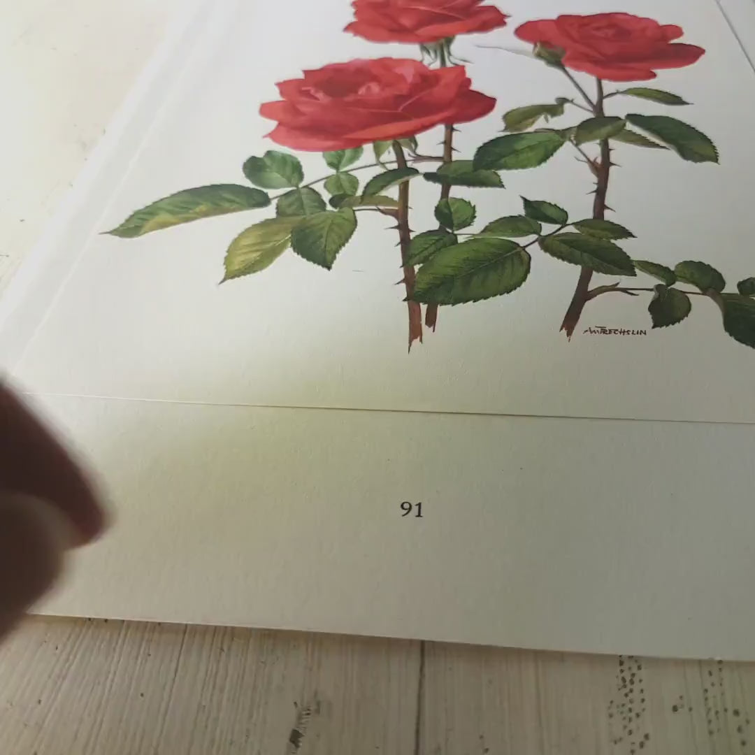 1962 Antique Miss France rose print