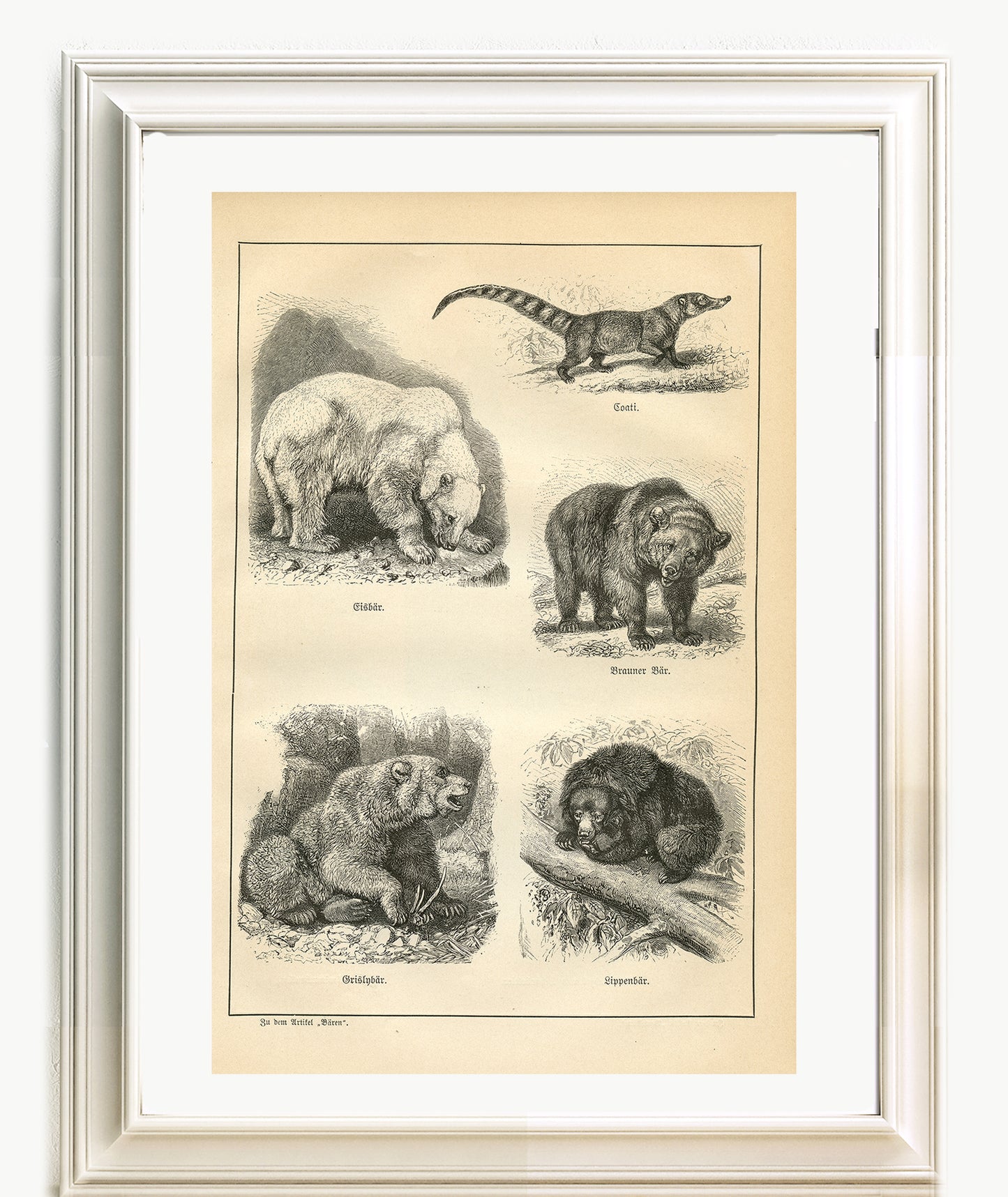 1890 Antique Bears & Marsupials Print
