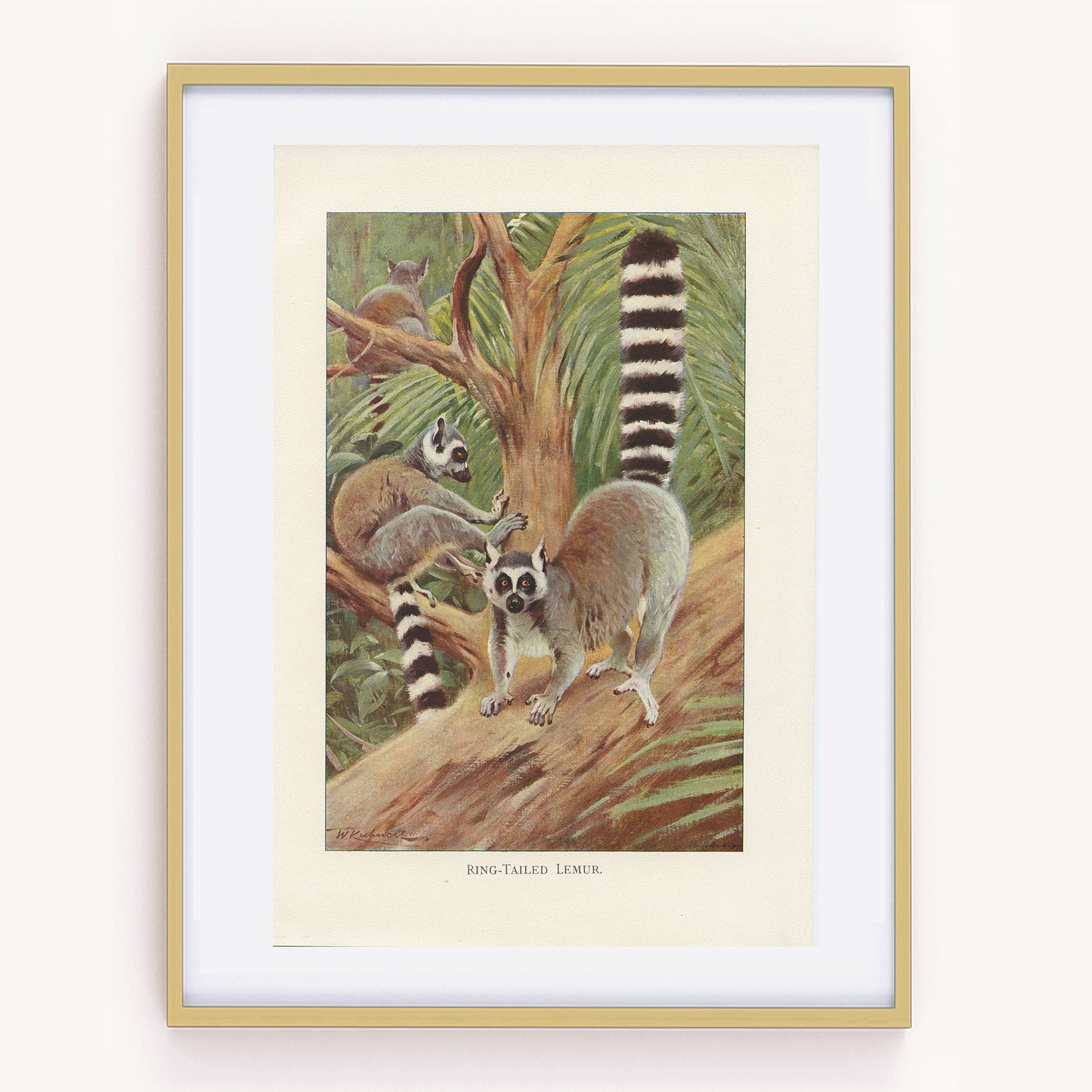 1926 Ring Tailed Lemur Print - Lydekker