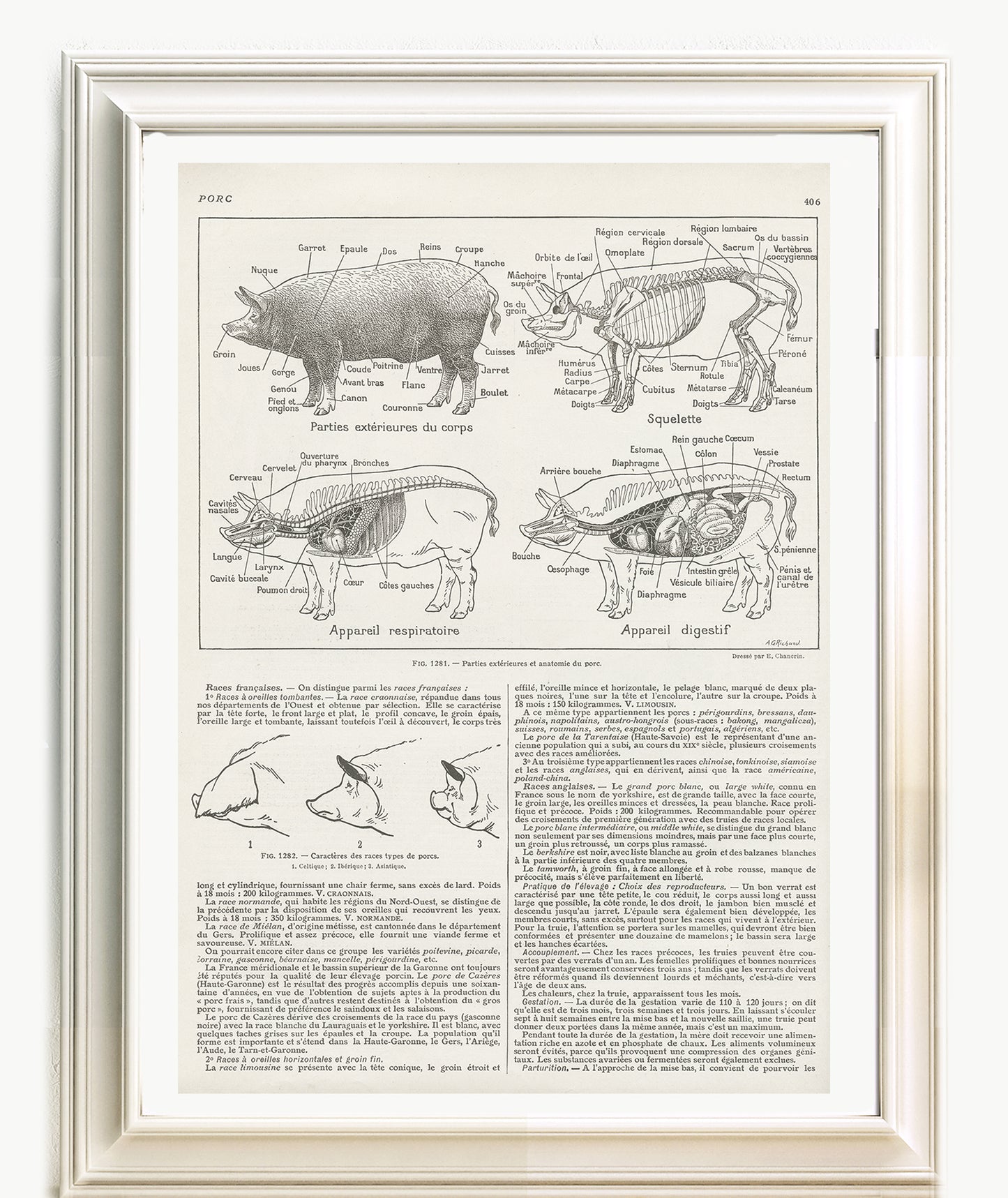 1921 Illustration d'Anatomie du Porc Ancienne