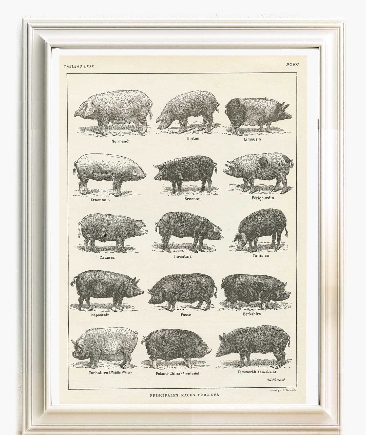 Antique French Pigs Breeds Chart