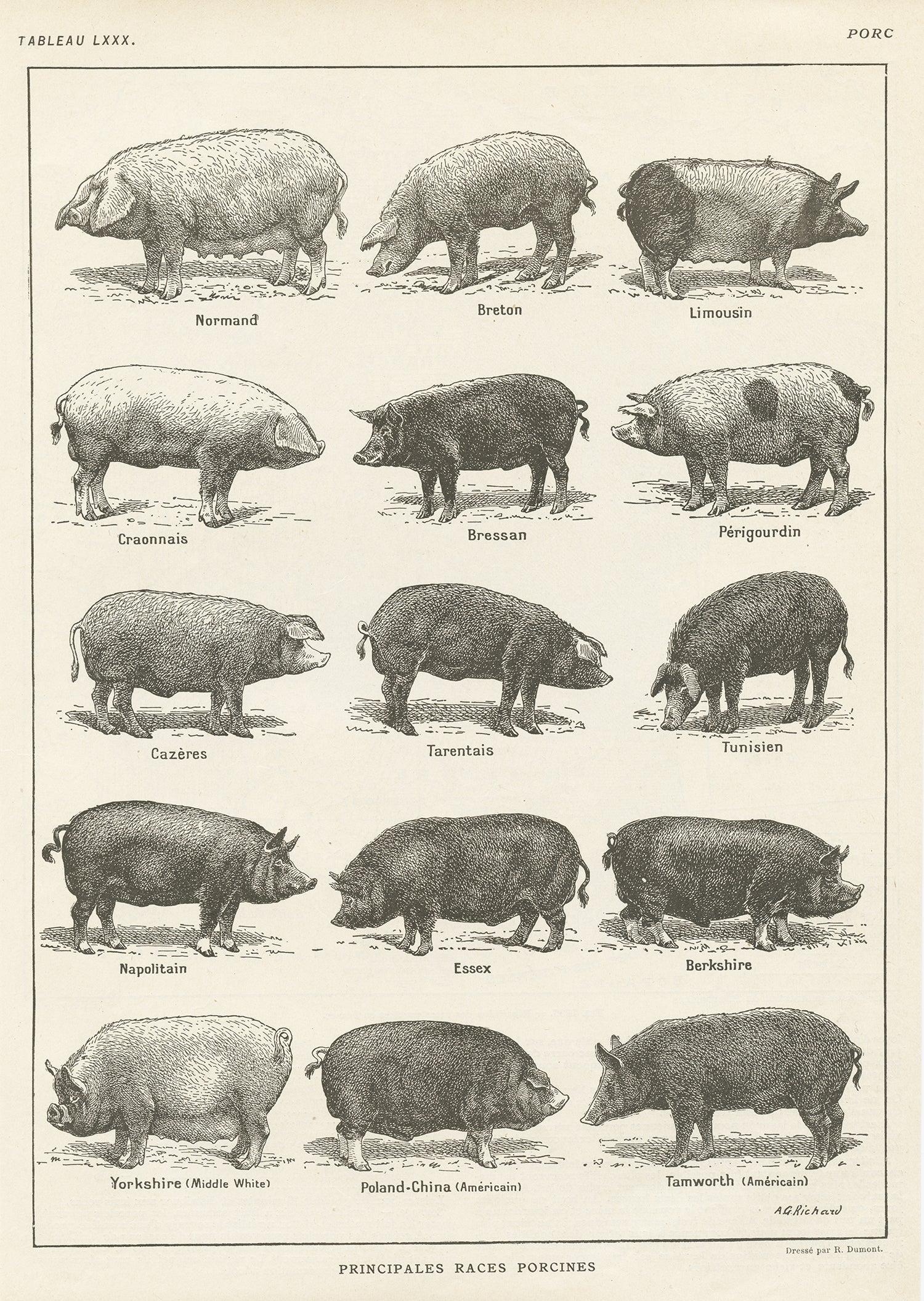Types Of Hogs