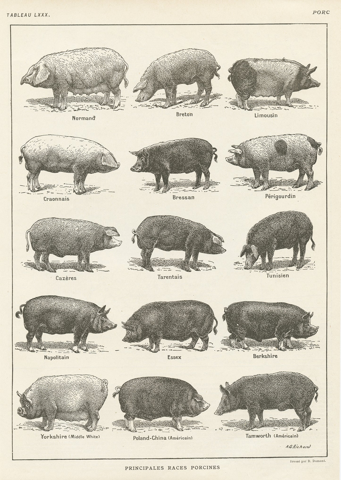 pig breeds