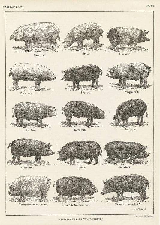 Antique French Pigs Breeds Chart