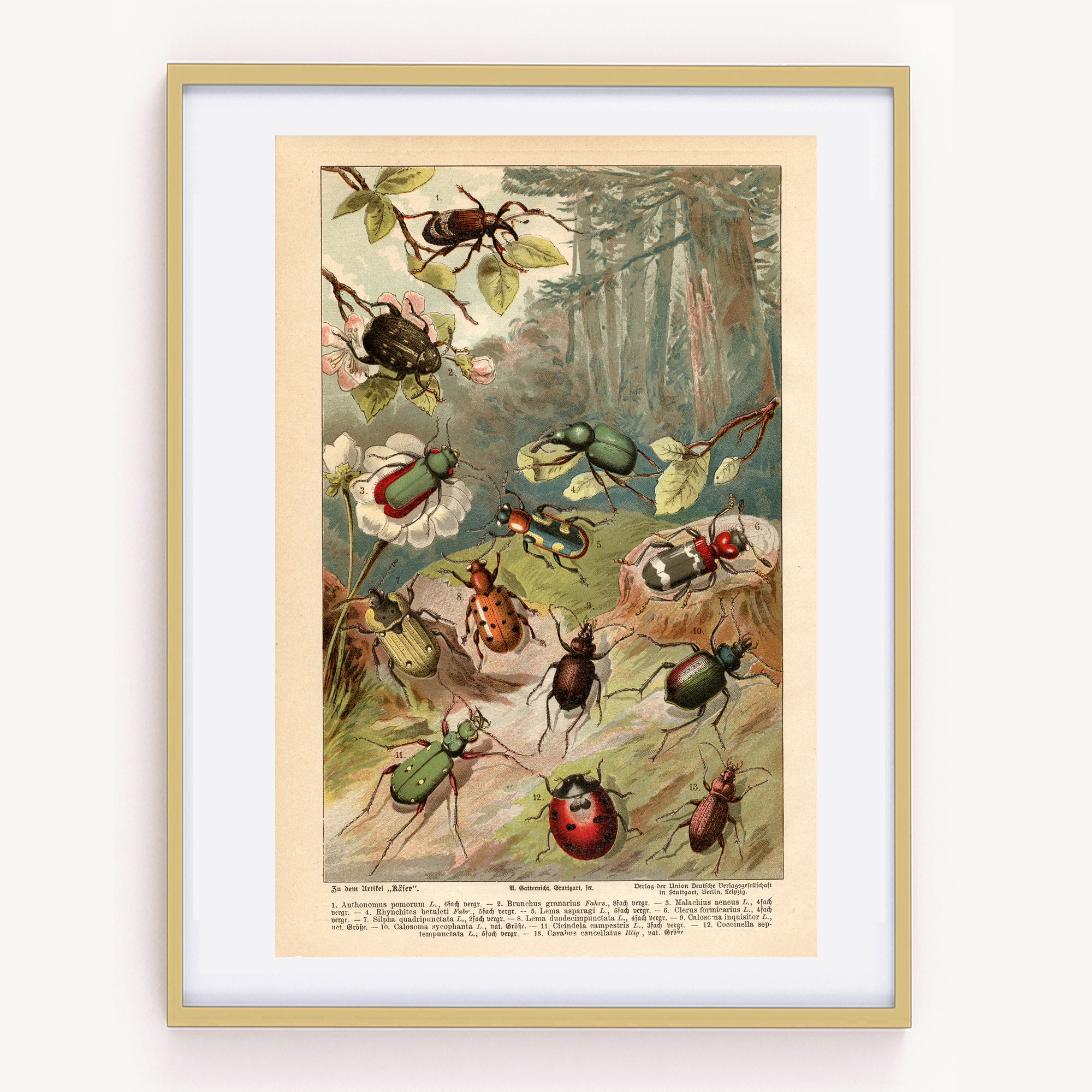 Beetles, set of 10 prints: 10x different beetle prints on original good French vintage paper from around 1900