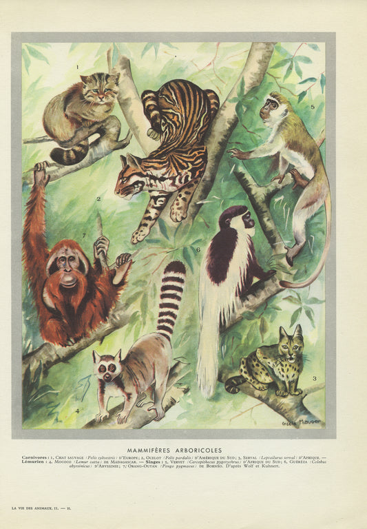 1949 Arboricole mammals print - Lemur, wildcat, monkey