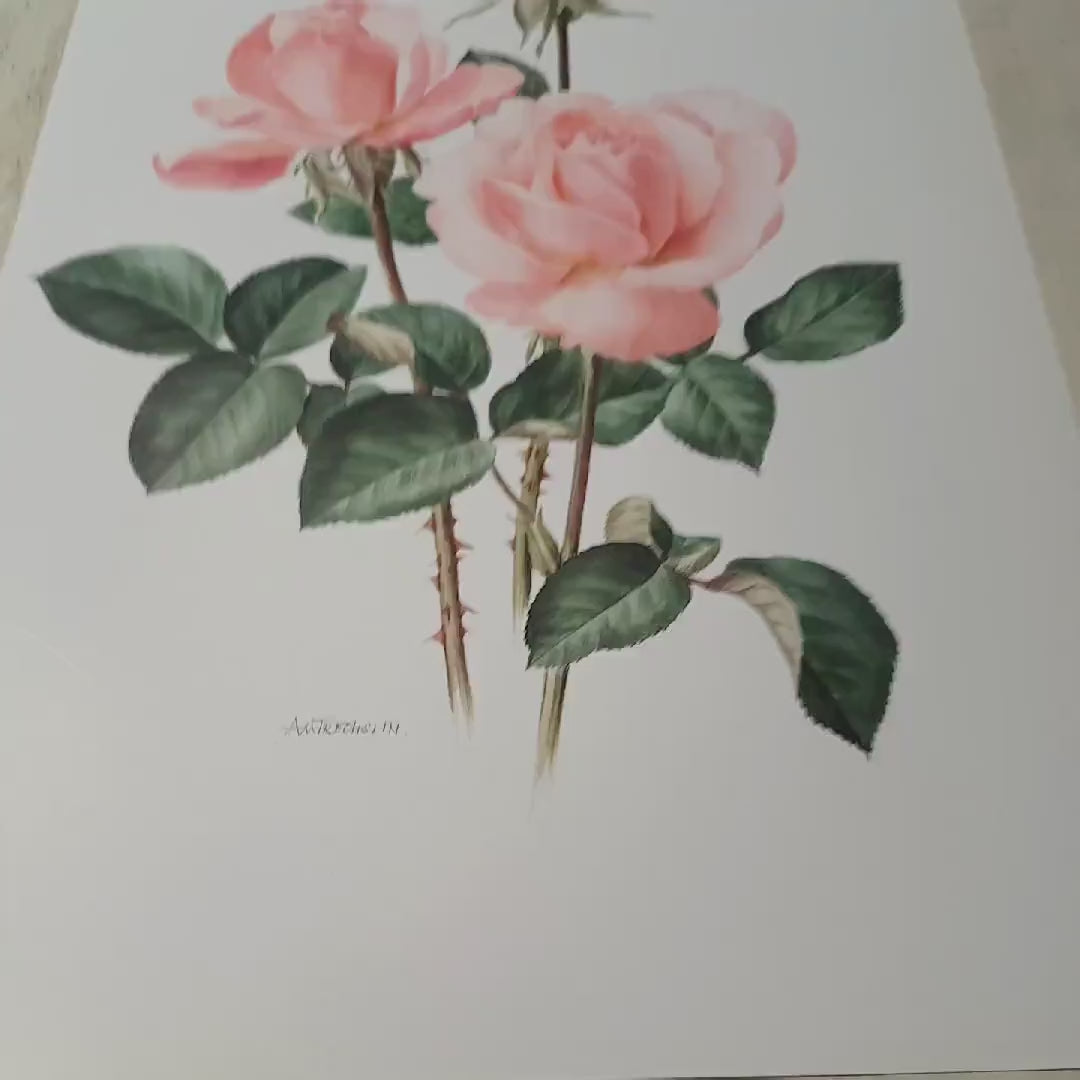 Pale pink Castel Versailles botanical Rose print from 1985. Vintage rose art print, vintage botanical art botanical poster print pink roses
