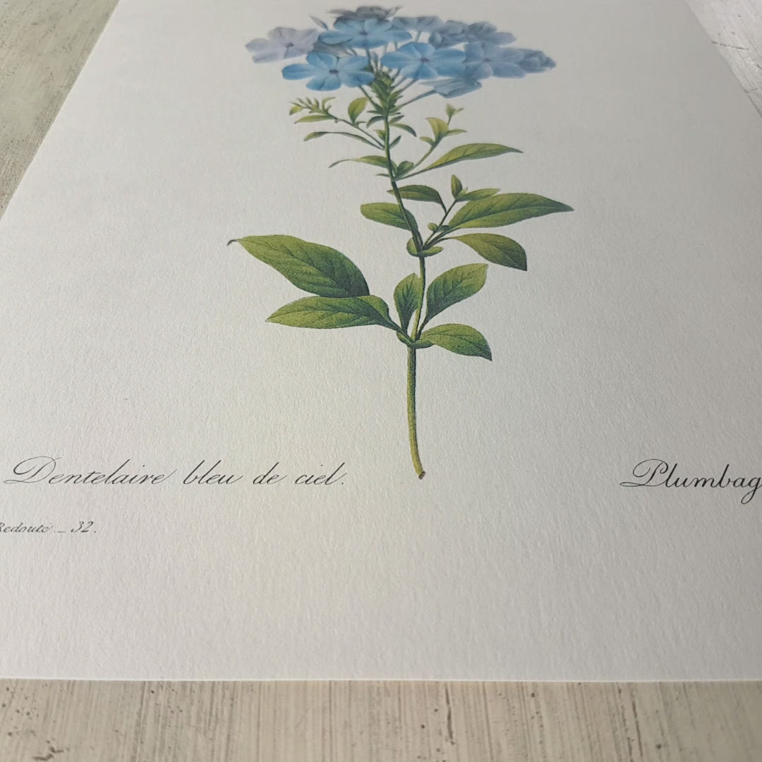 Plumbago Caerulea – Paper Ministry