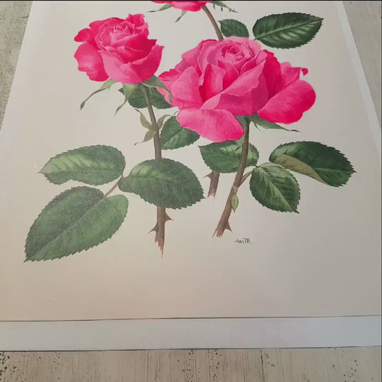 Dark pink roses botanical art 1962. Vintage Cassin rose botanical print for French country decor. Floral nursery decor girl Flower wall art