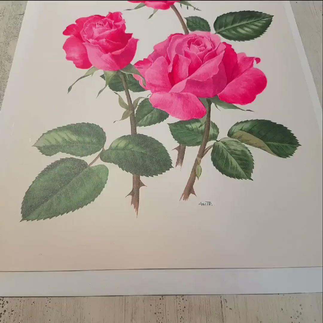 Dark pink roses botanical art 1962. Vintage Cassin rose botanical print for French country decor. Floral nursery decor girl Flower wall art