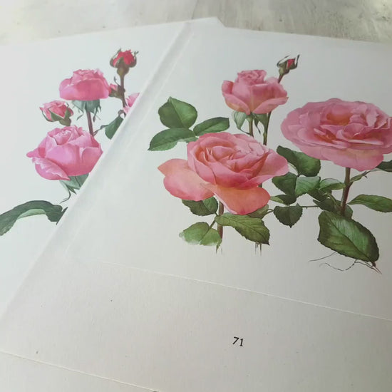 1962 Set of 2 Pink Roses art Queen Elizabeth + Tiffany Vintage Botanical art. Floral print. French country decor Botanical Roses poster