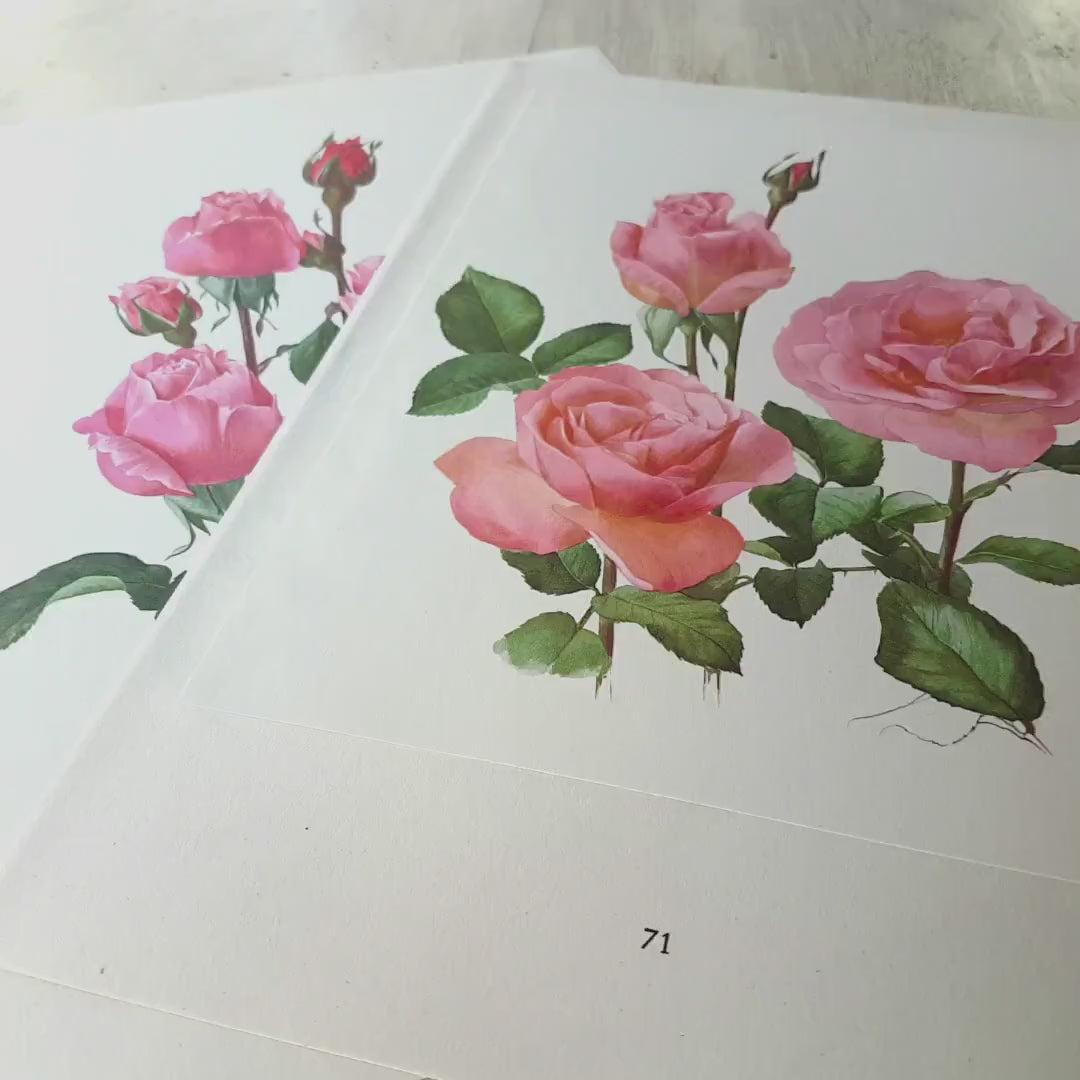 1962 Set of 2 Pink Roses art Queen Elizabeth + Tiffany Vintage Botanical art. Floral print. French country decor Botanical Roses poster