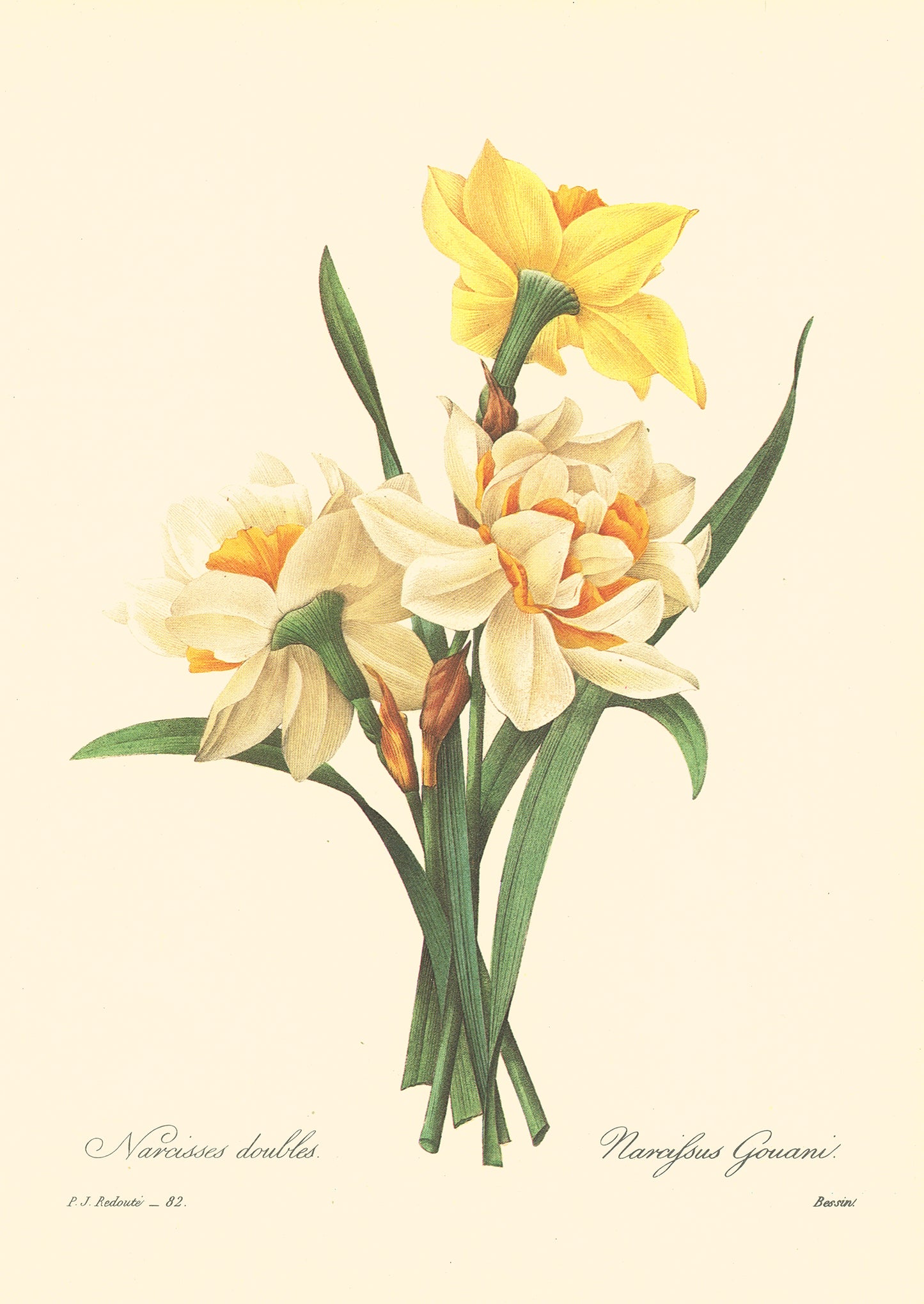 1986 Vintage Double Daffodils Botanical Print by Redouté