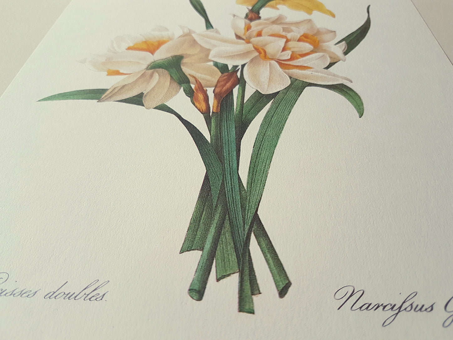 1986 Vintage Double Daffodils Botanical Print by Redouté