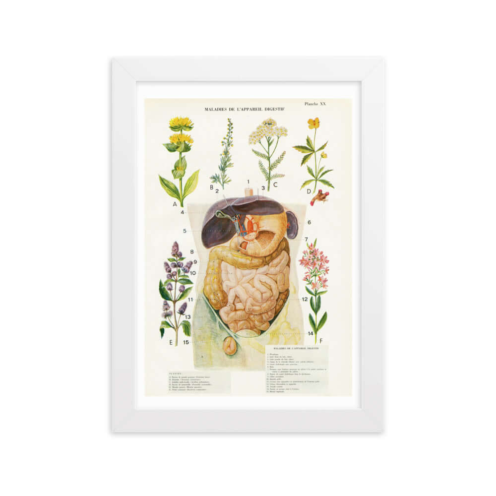 Affiche d'anatomie A4 avec cadre en bois - Digestion & plantes