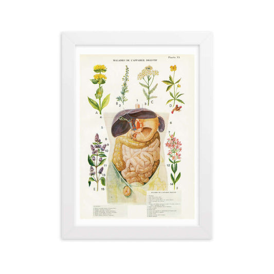 Affiche d'anatomie A4 avec cadre en bois - Digestion & plantes