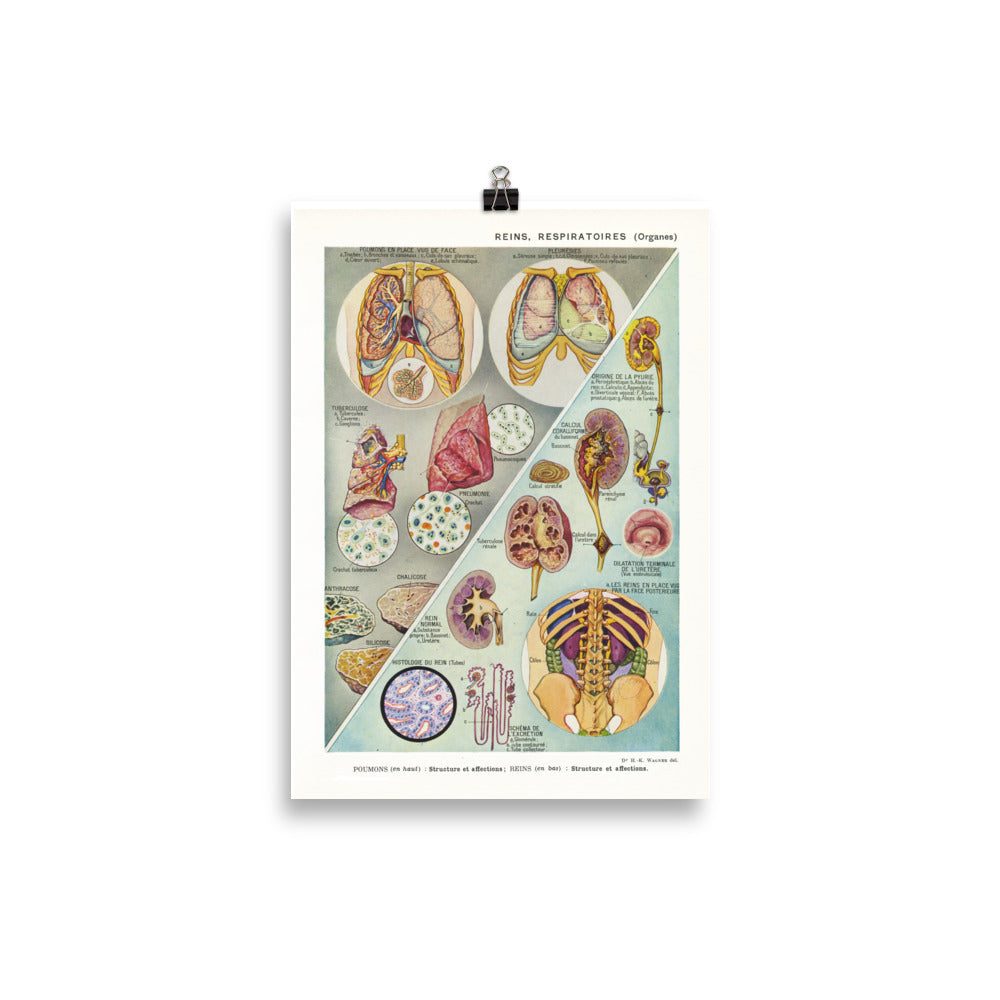 Large lungs and kidney medical anatomy poster