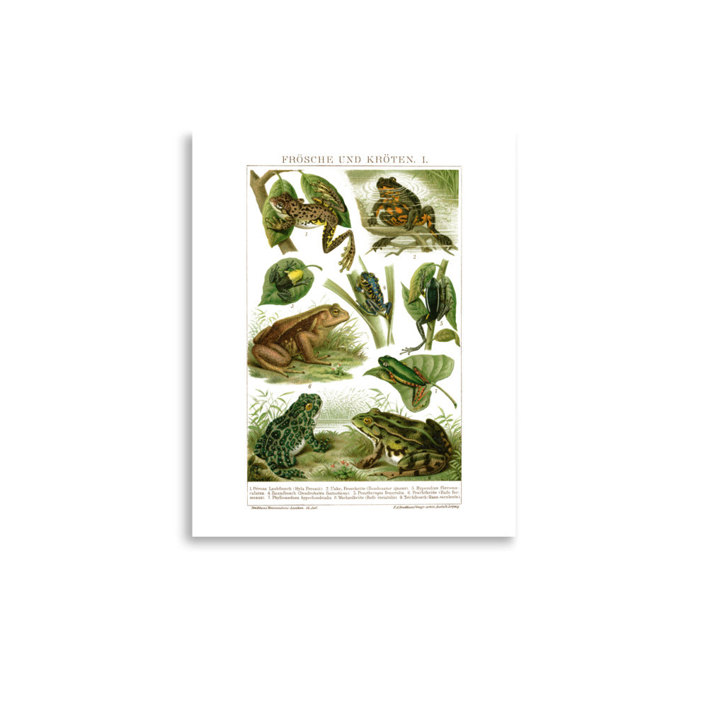 Large Frogs & Toads Poster
