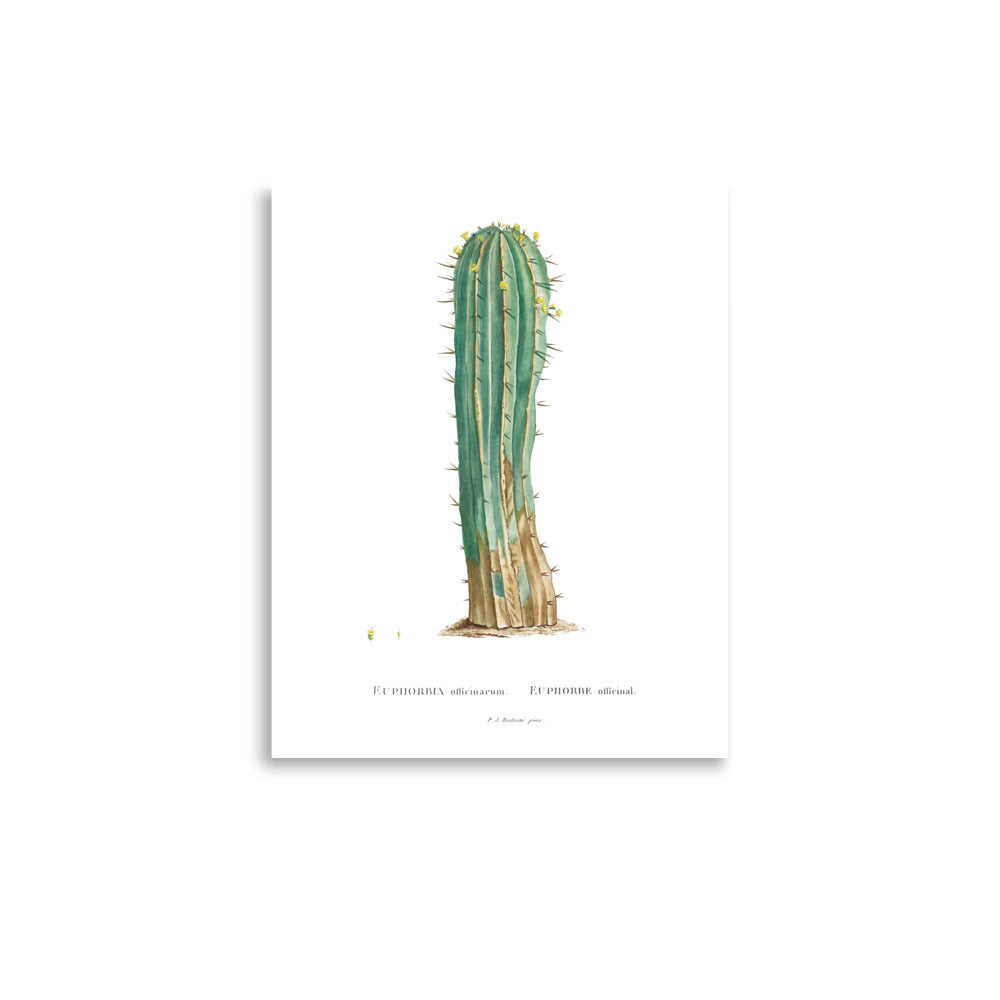 Euphorbia Officinarum Succulent Botanical Poster by Redouté