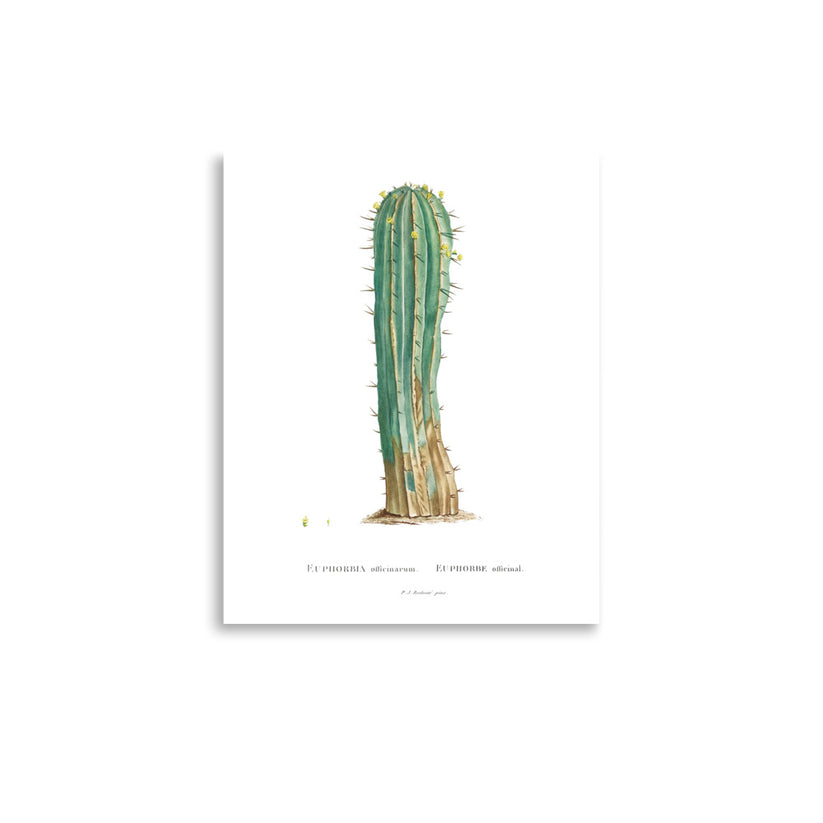 Redoute euphorbia cactus poster