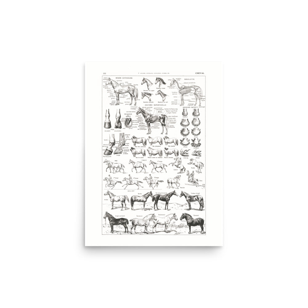 Large Horse Poster- Pure White Background