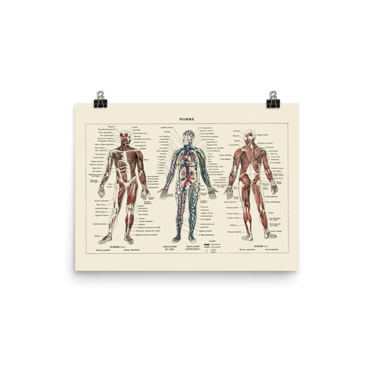 Large Human Anatomy Poster
