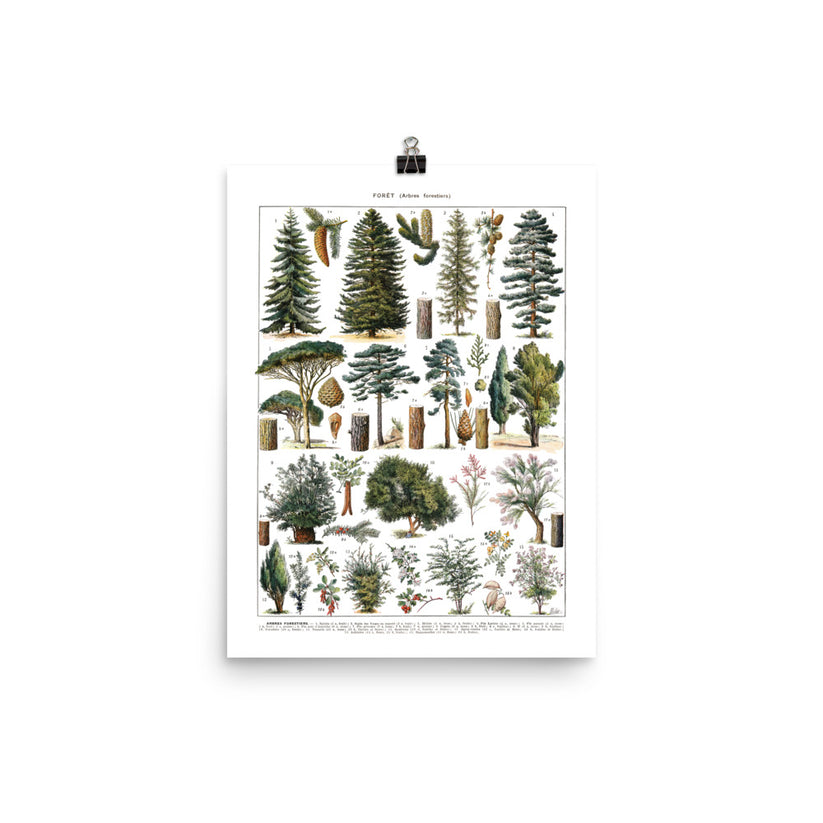 Large forest trees botanical poster. Pines & wild shrubs by Adolphe Mi