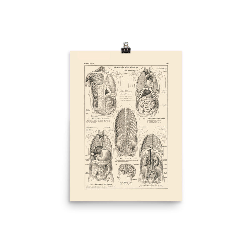 Medical anatomy poster - Viscera / torso