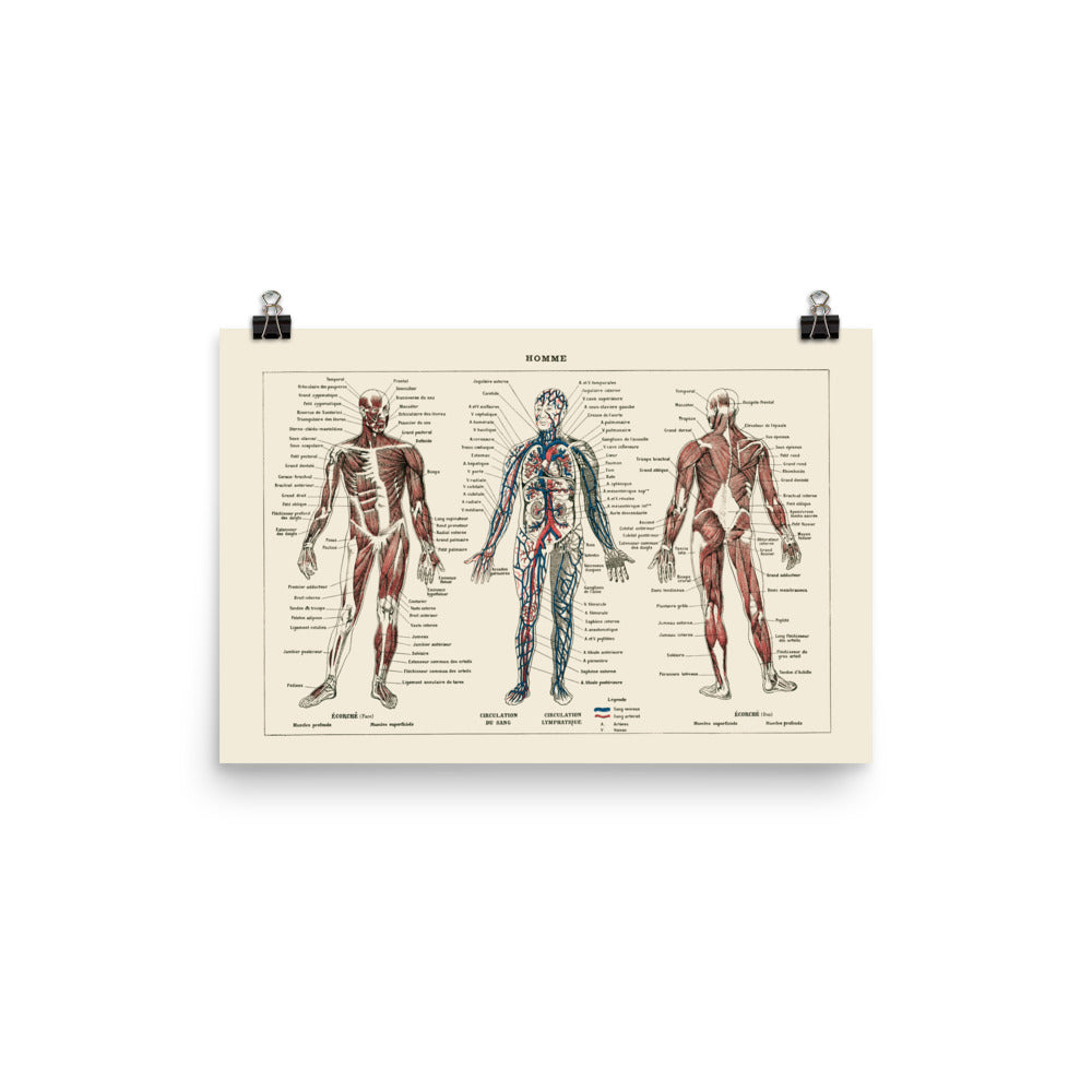 Large Human Anatomy Poster
