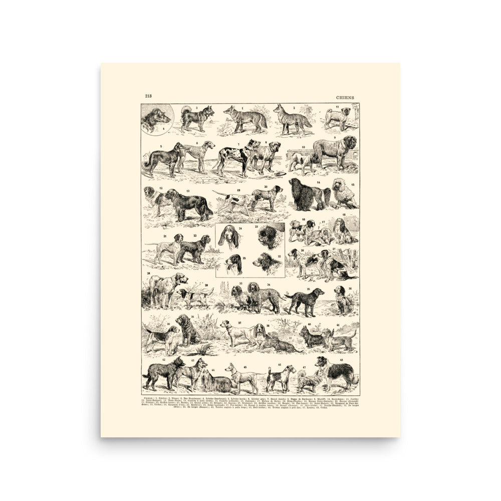 Large dog breeds poster on off-white background