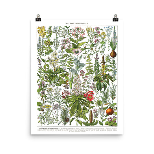 Affiche botanique de plantes médicinales G à Z. Simples par Adolphe Millot