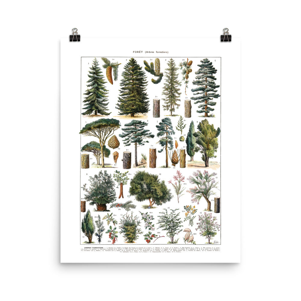 Affiche d'arbres de la forêt. Pins et arbustes sauvages par Adolphe Millot
