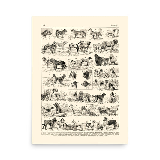 Large dog breeds poster on off-white background