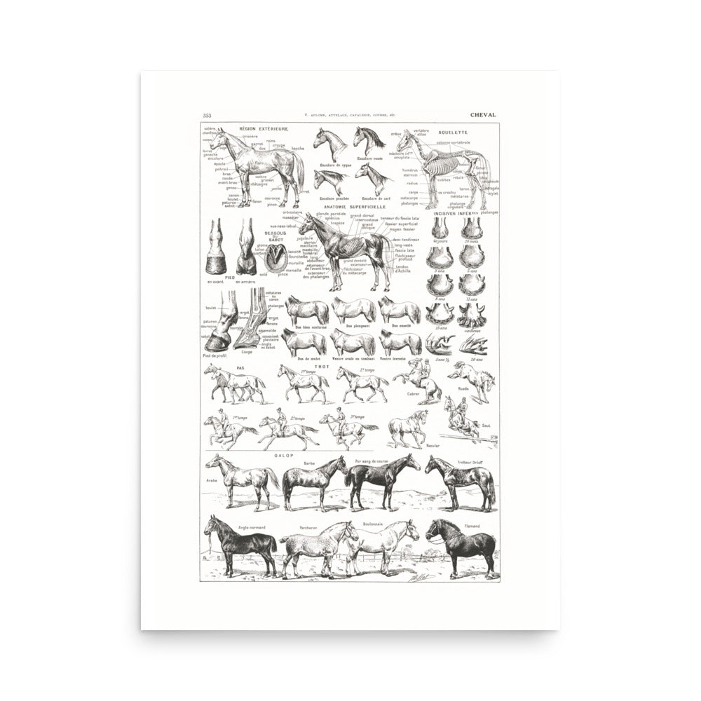 Large Horse Poster- Pure White Background