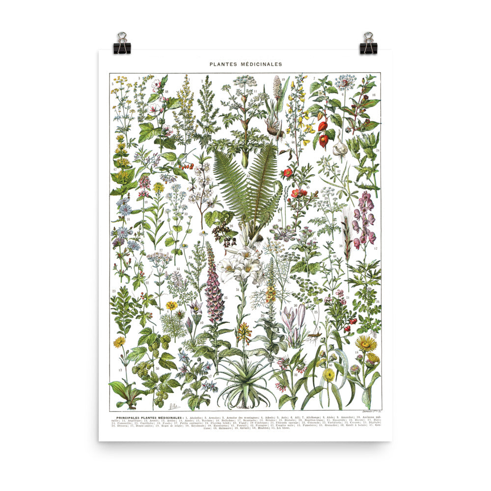 Affiche botanique de plantes médicinales. A à F. Simples