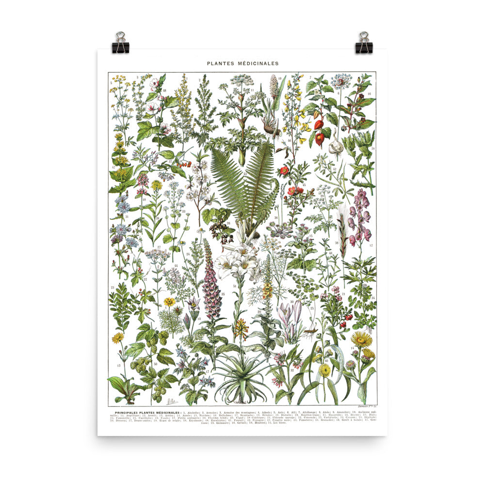Botanical Art Posters