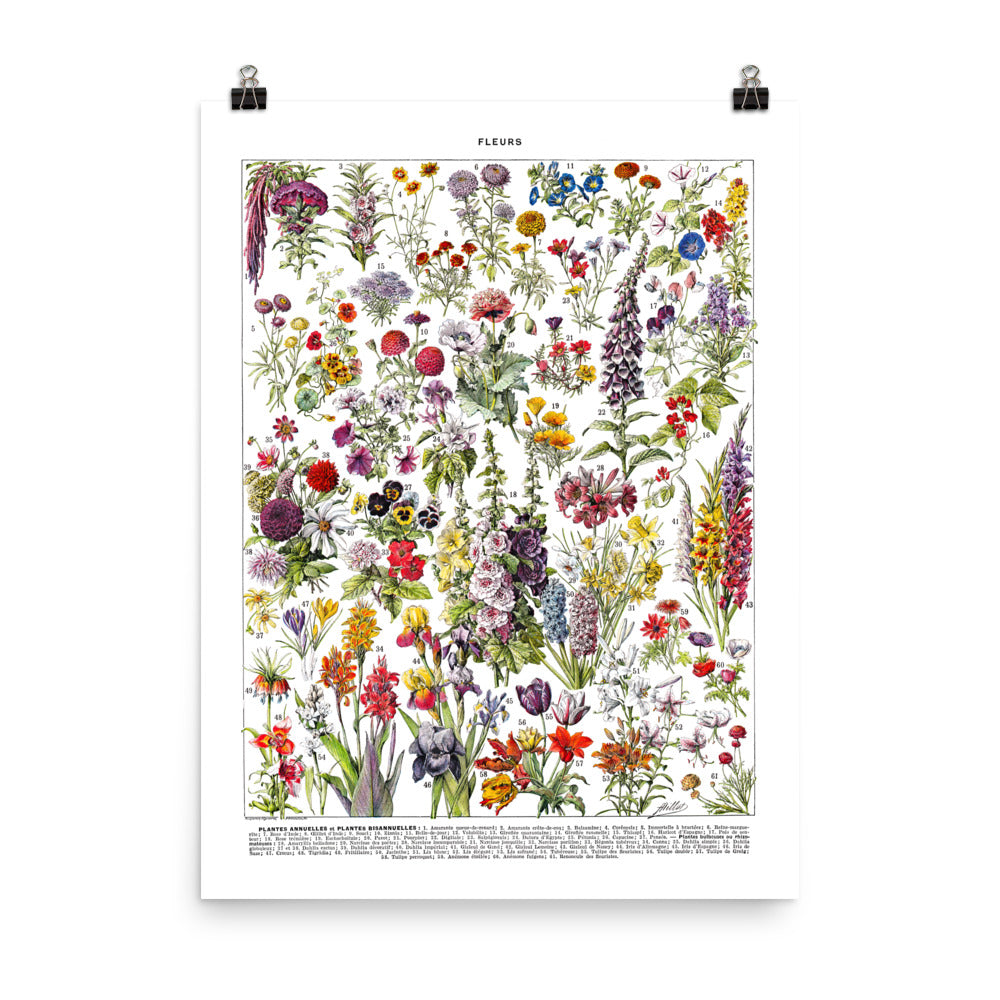Annual and bi-annual flowers botanical poster chart by Adolphe Millot